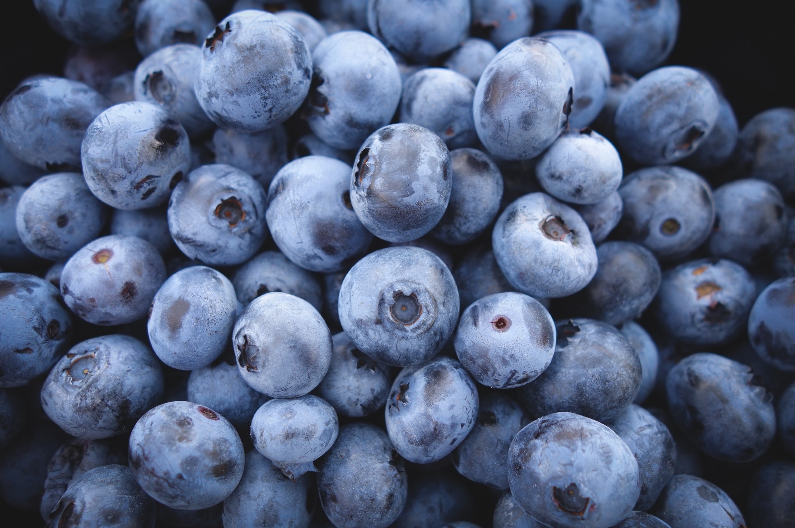 blueberries-close-up-fruits
